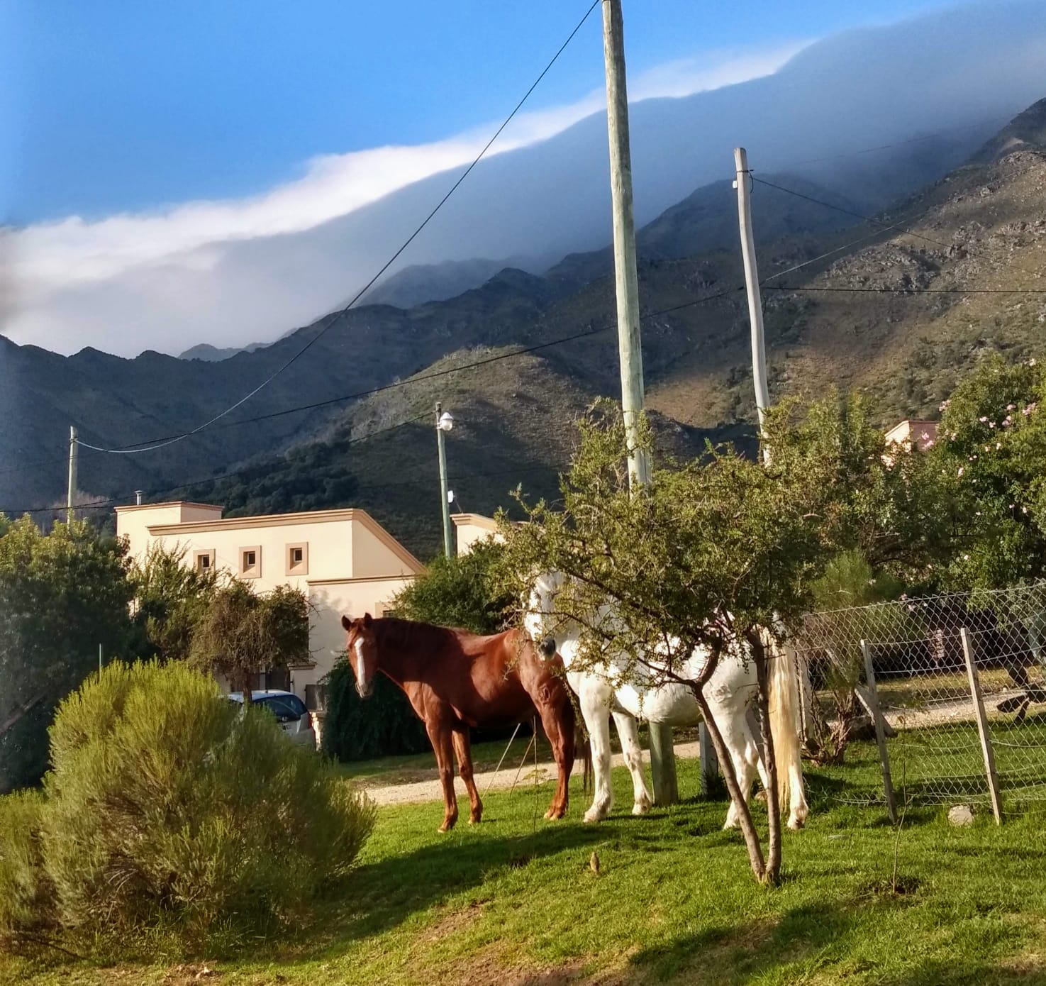 Caballos